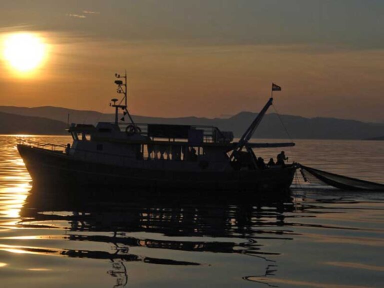 Zlatopruzica kocarenje